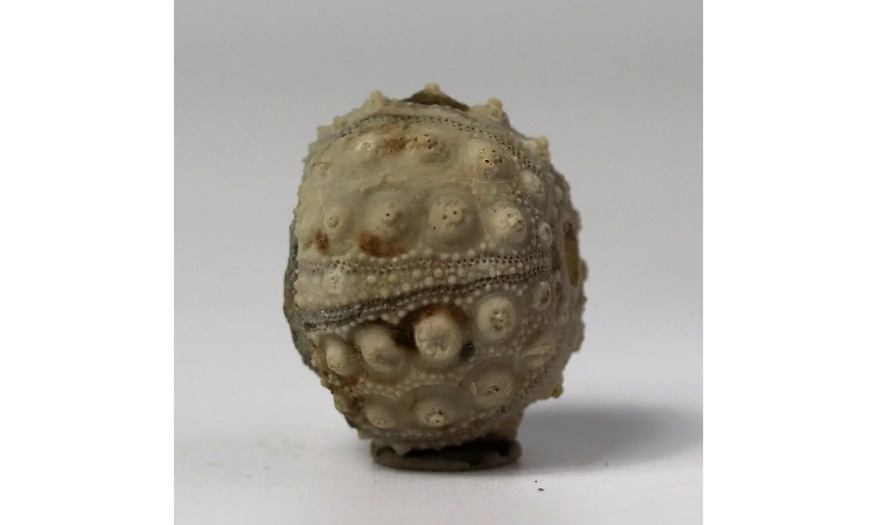 Hemicidaris purbeckensis