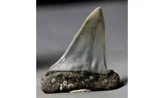 Isurus hastalis