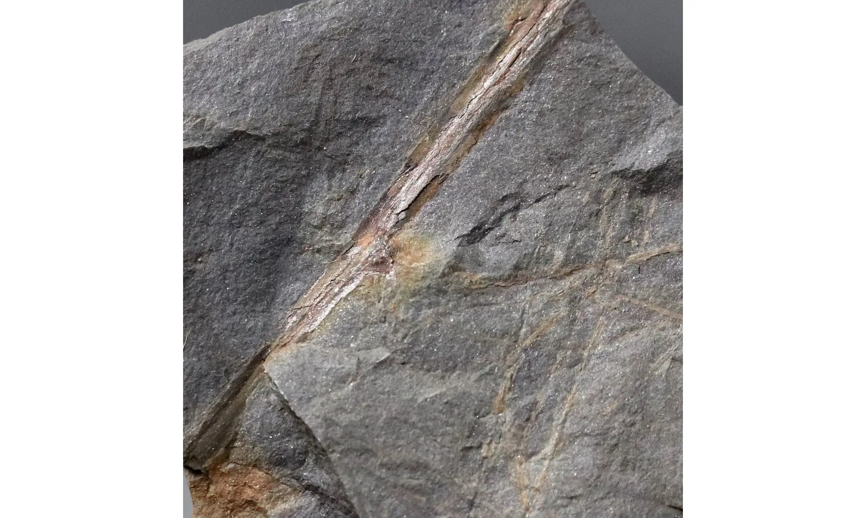 Rhacophyton condrusorum