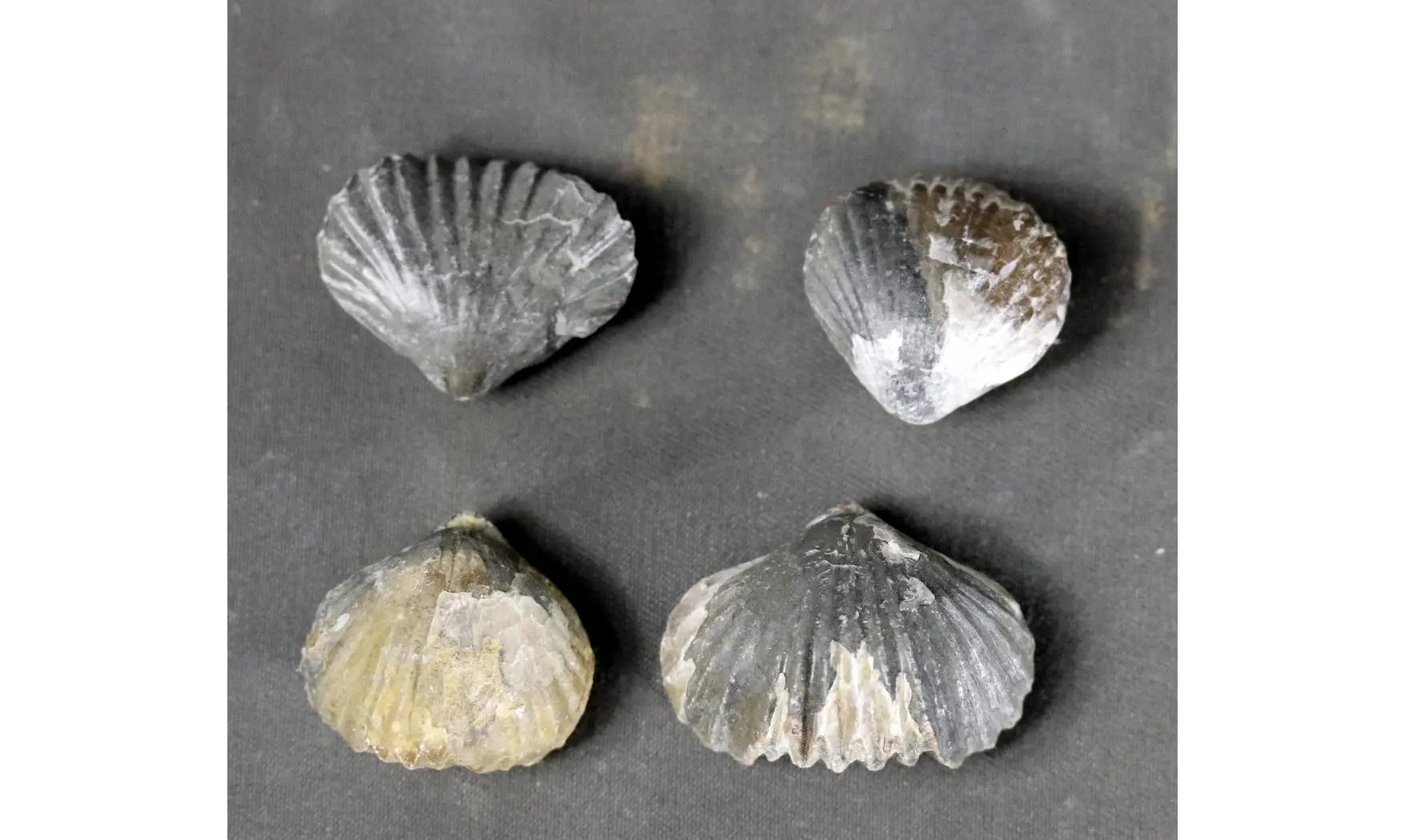 Tetrarhynchia dumbletonensis
