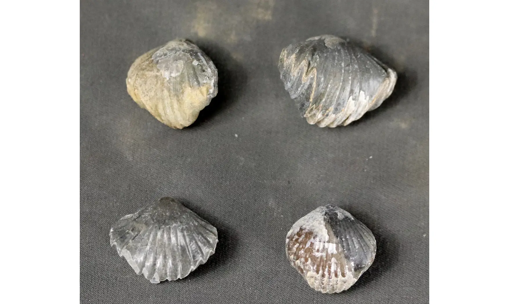 Tetrarhynchia dumbletonensis