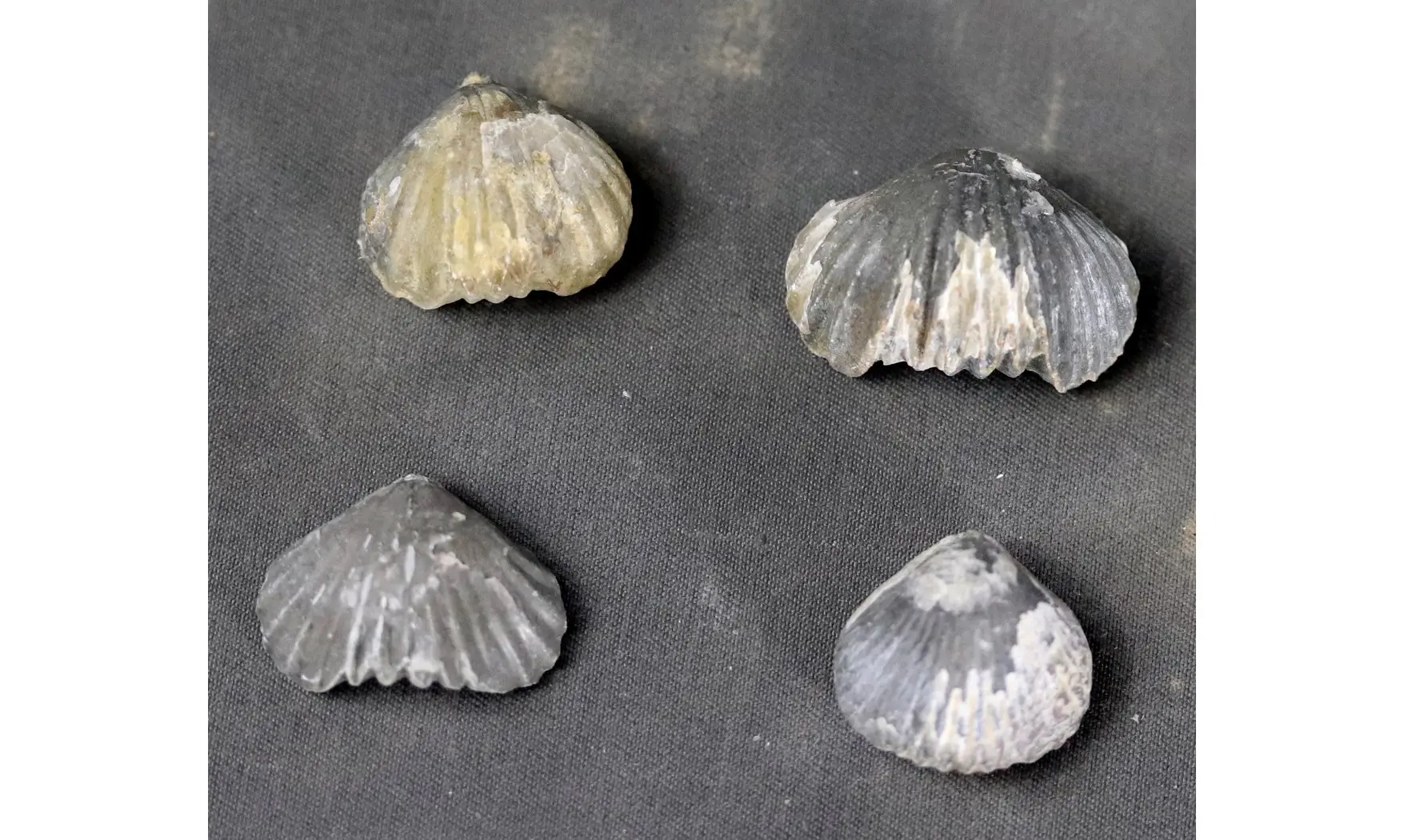 Tetrarhynchia dumbletonensis