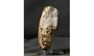 Mammites nodosoides