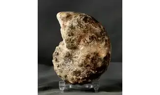 Mammites nodosoides