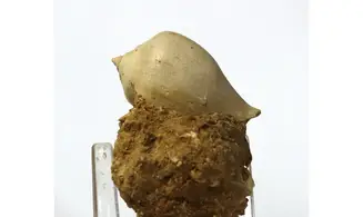 Sycum bulbus
