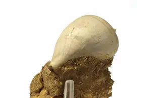 Sycum bulbus
