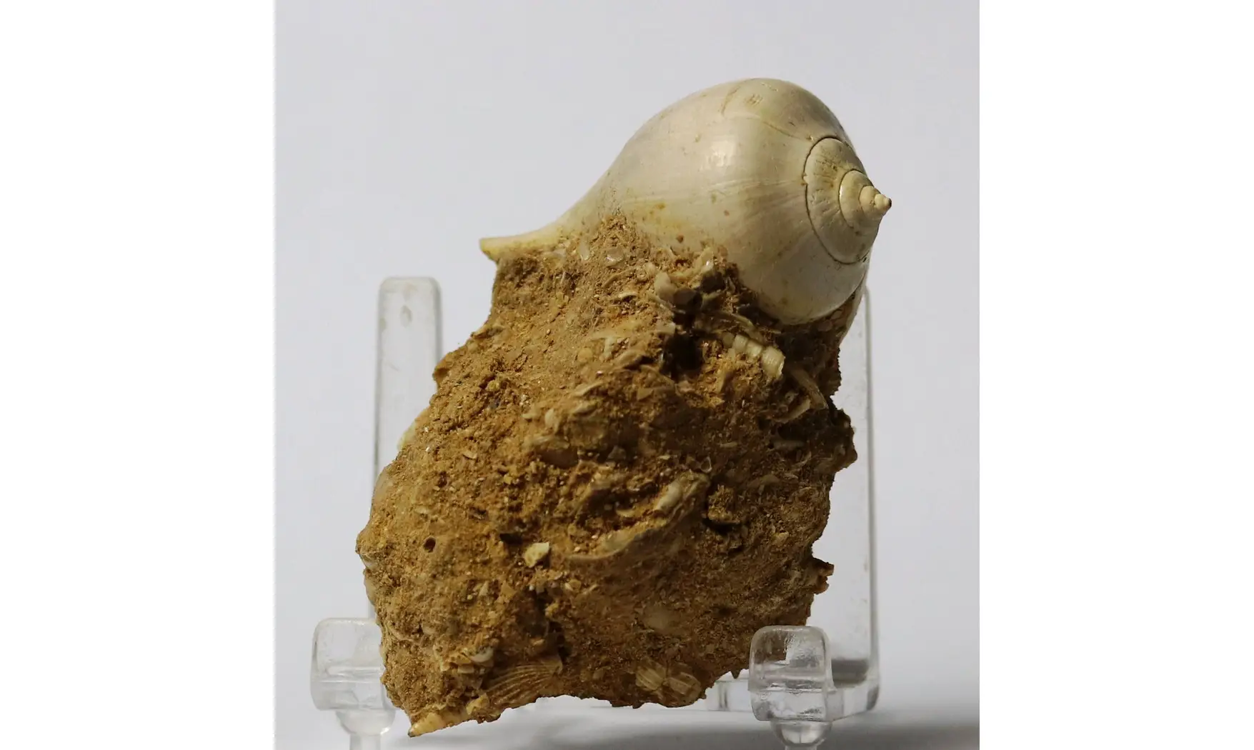 Sycum bulbus