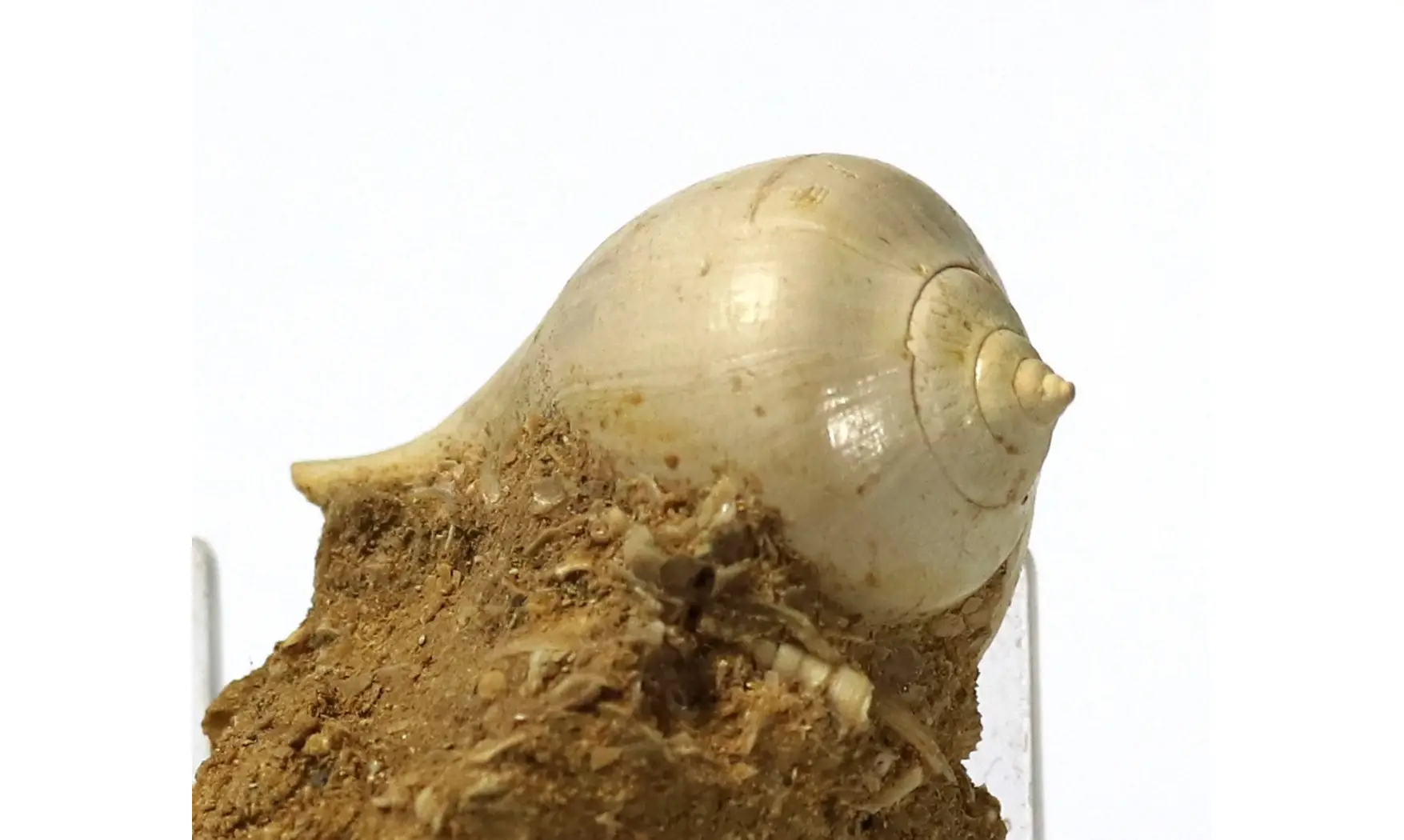 Sycum bulbus