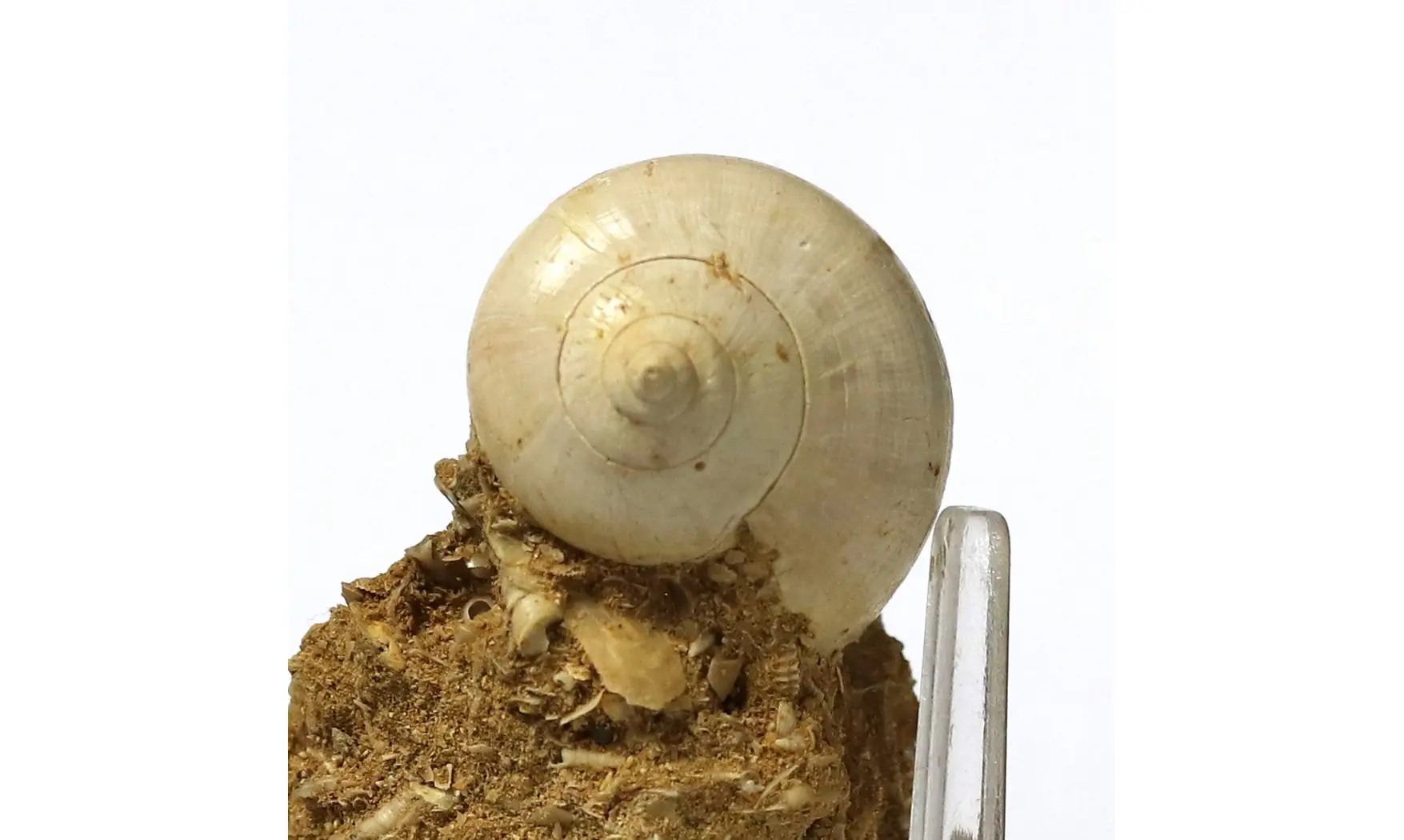 Sycum bulbus