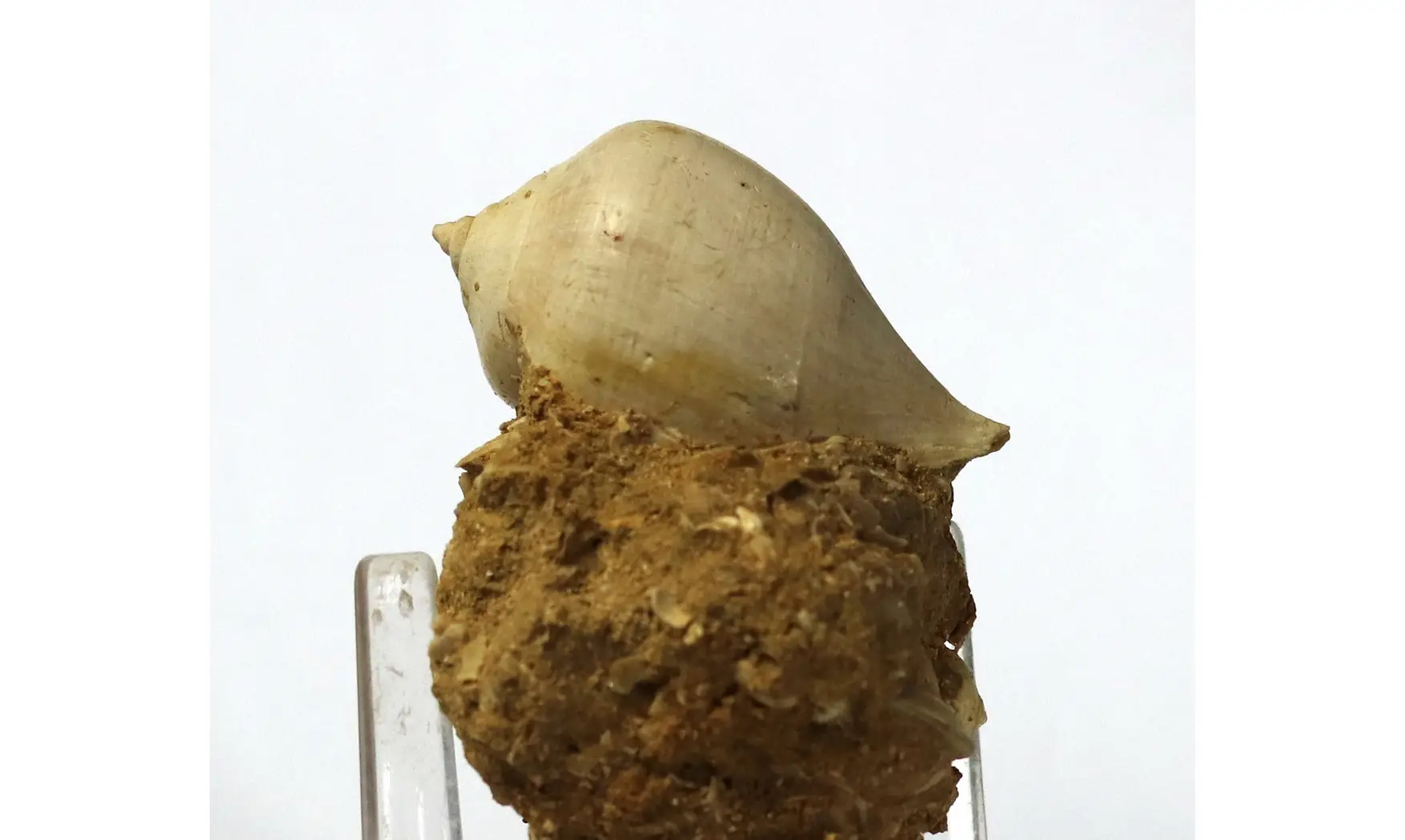 Sycum bulbus