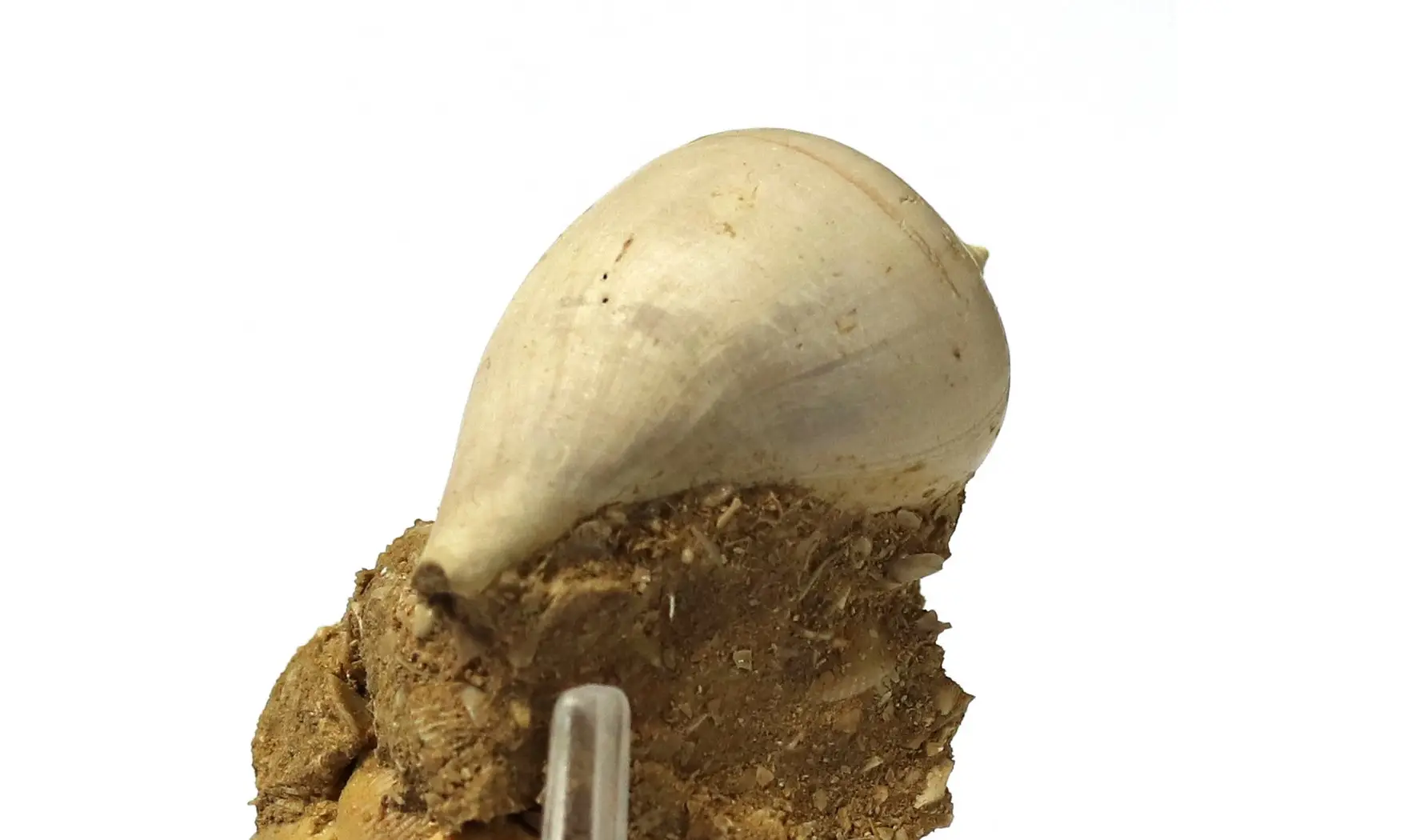 Sycum bulbus