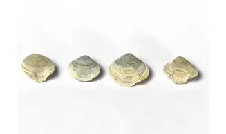Homaletarhynchia undulata maastrichtiens
