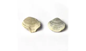 Homaletarhynchia undulata maastrichtiens