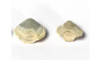 Homaletarhynchia undulata maastrichtiens