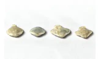 Homaletarhynchia undulata maastrichtiens