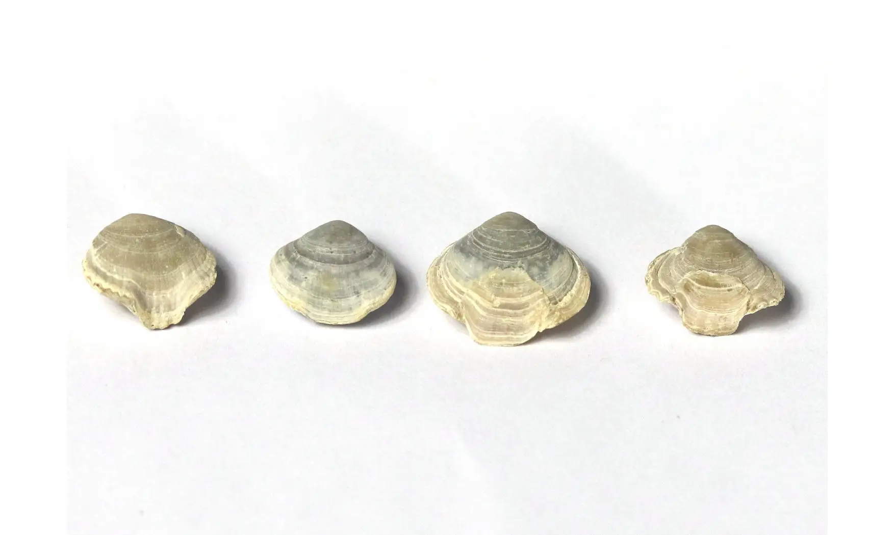 Homaletarhynchia undulata maastrichtiens