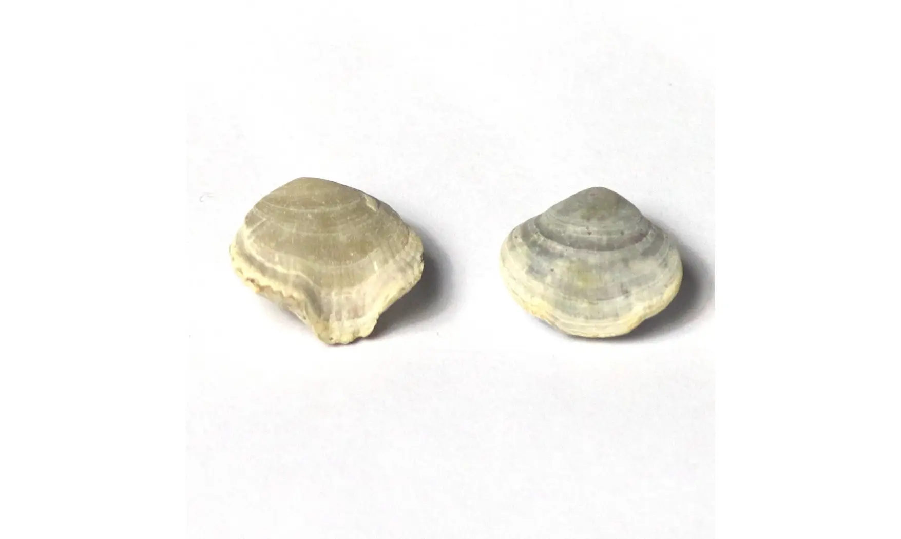 Homaletarhynchia undulata maastrichtiens