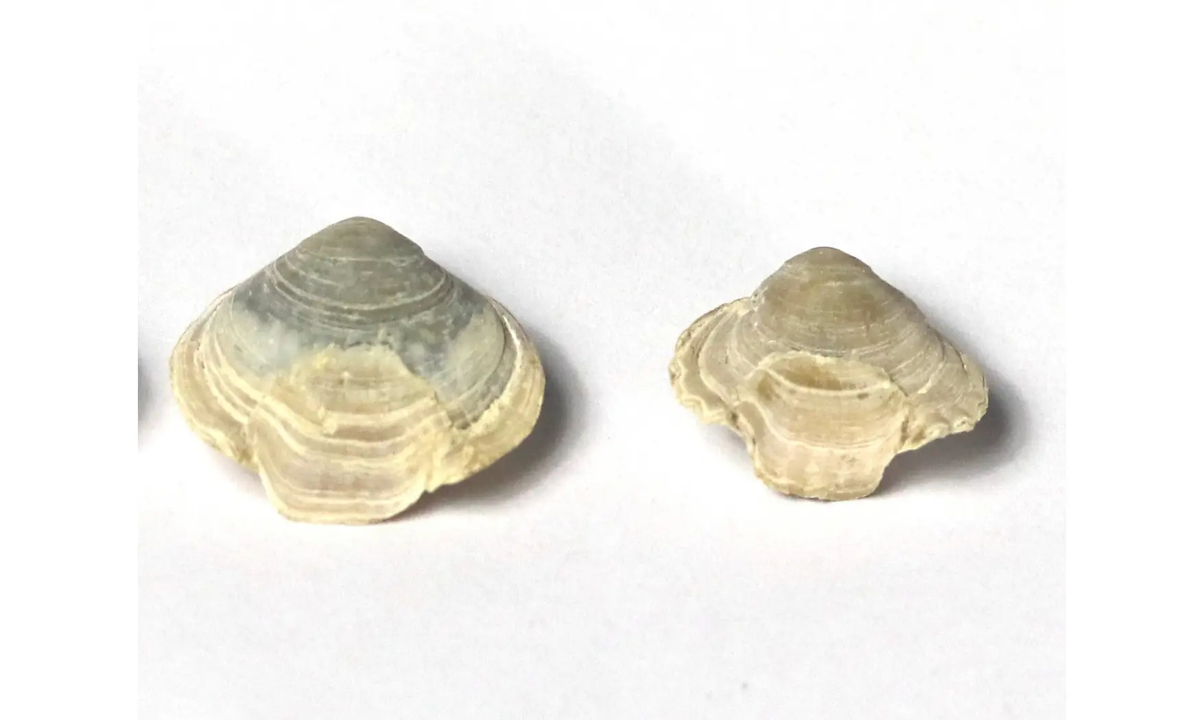 Homaletarhynchia undulata maastrichtiens