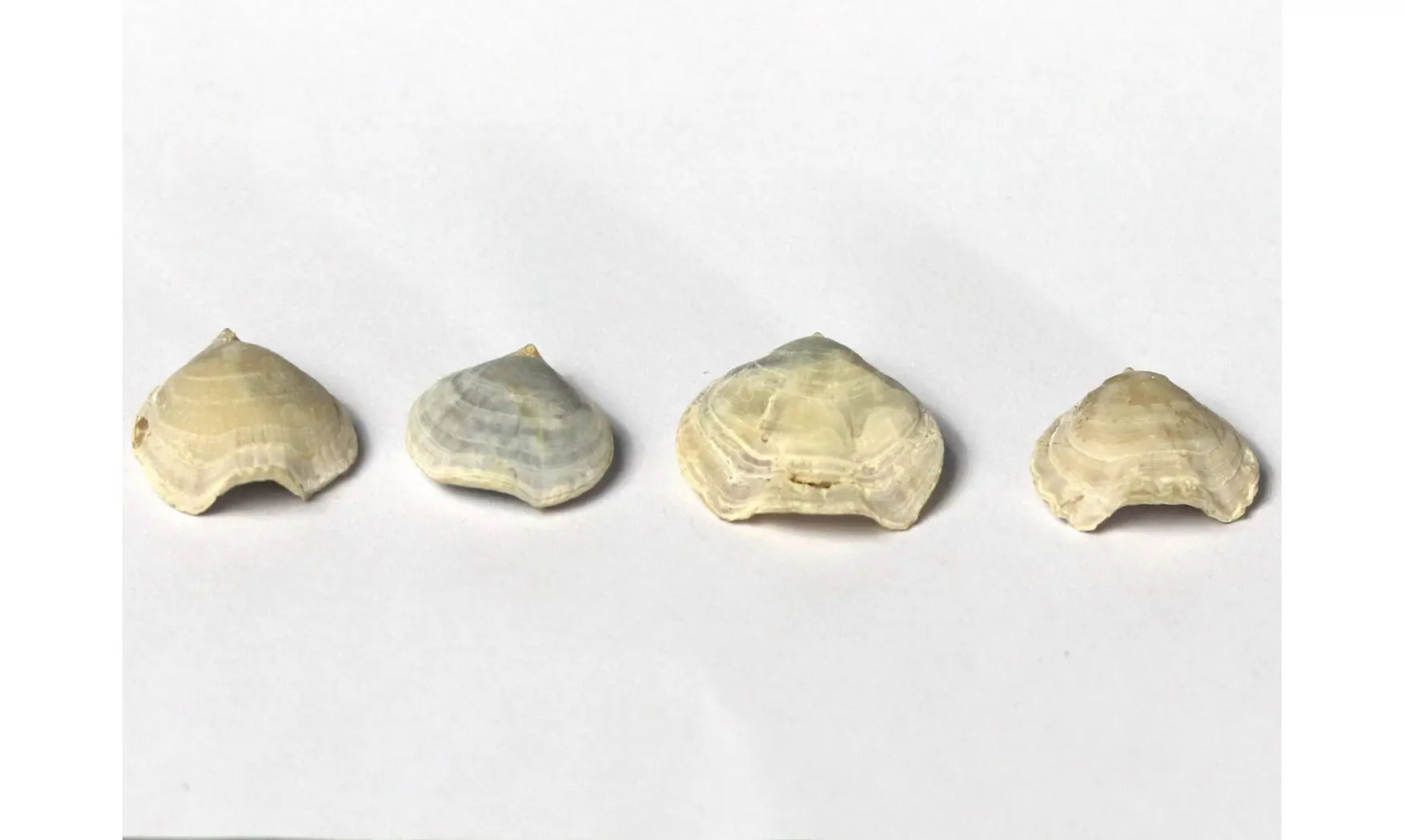 Homaletarhynchia undulata maastrichtiens