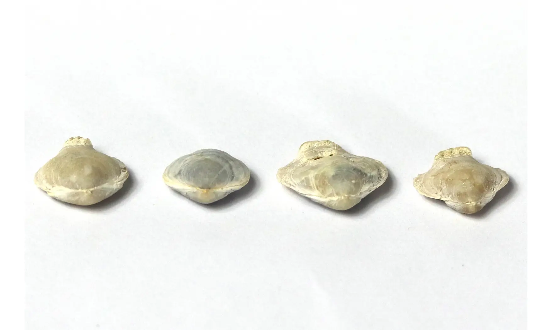 Homaletarhynchia undulata maastrichtiens