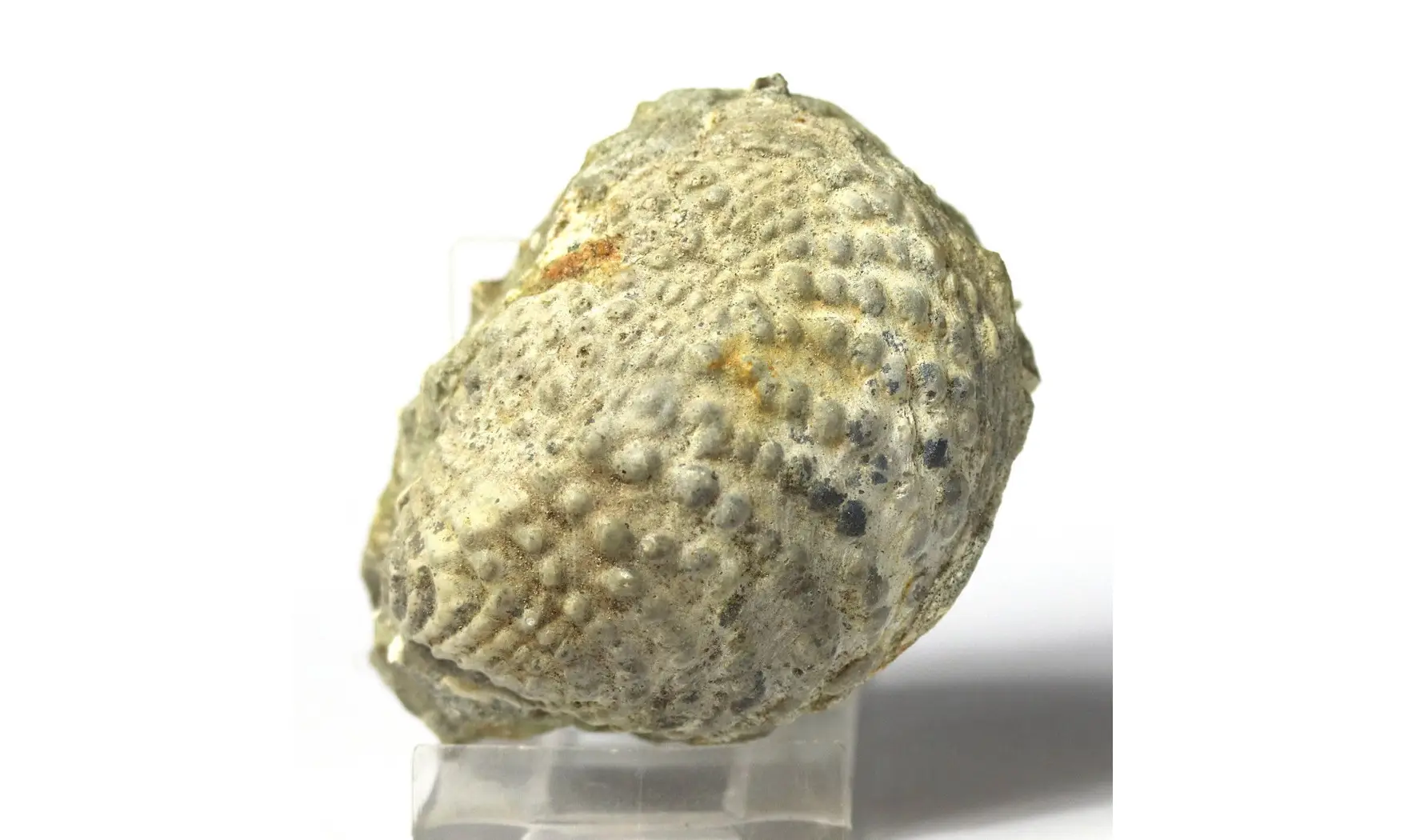 Yaadia daedalea