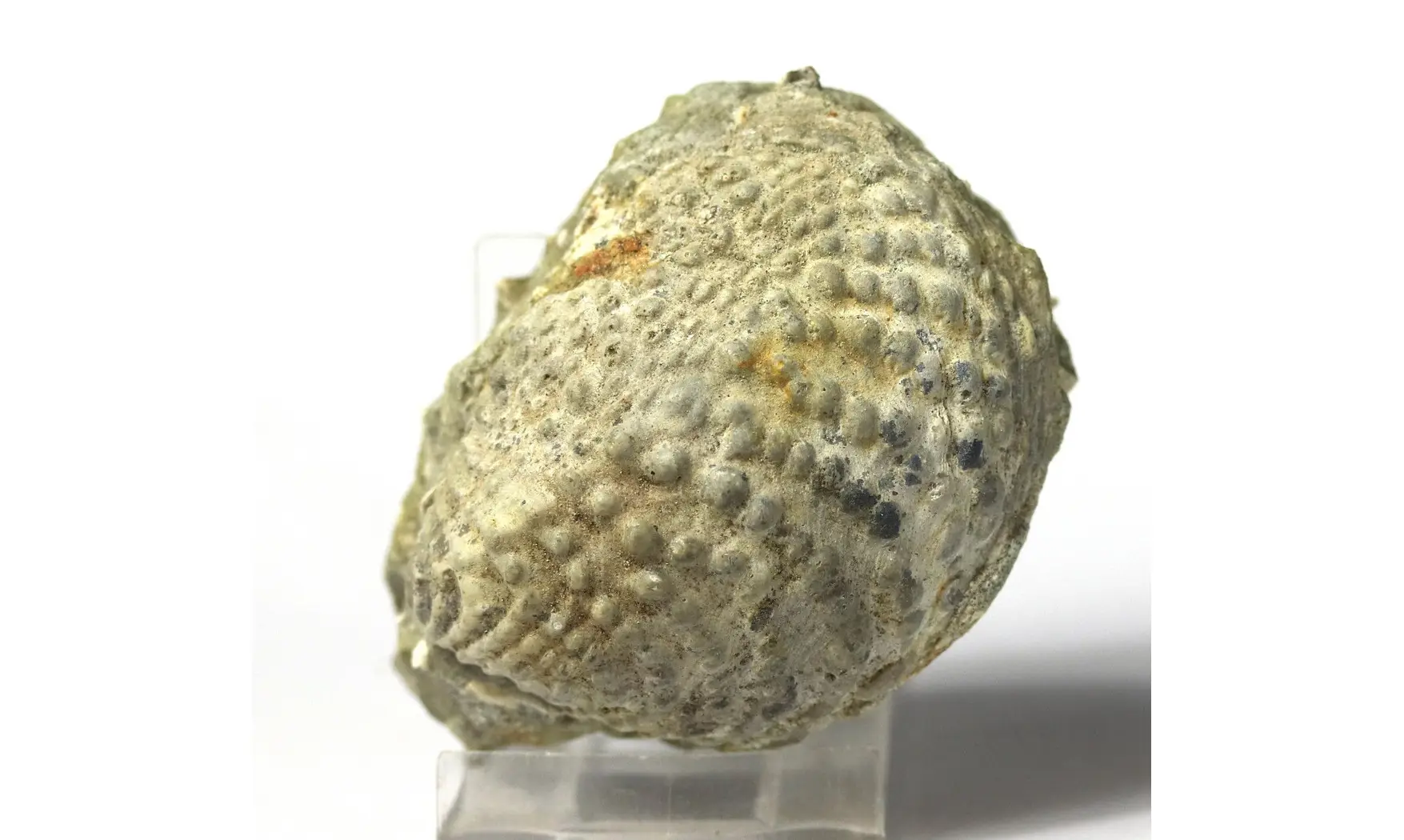 Yaadia daedalea