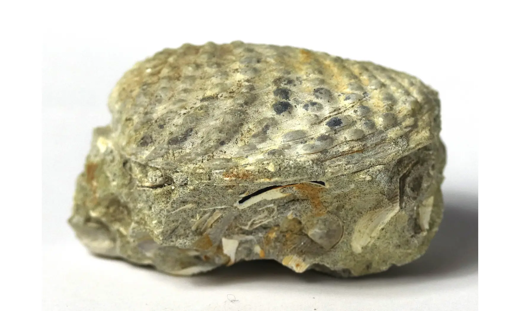 Yaadia daedalea