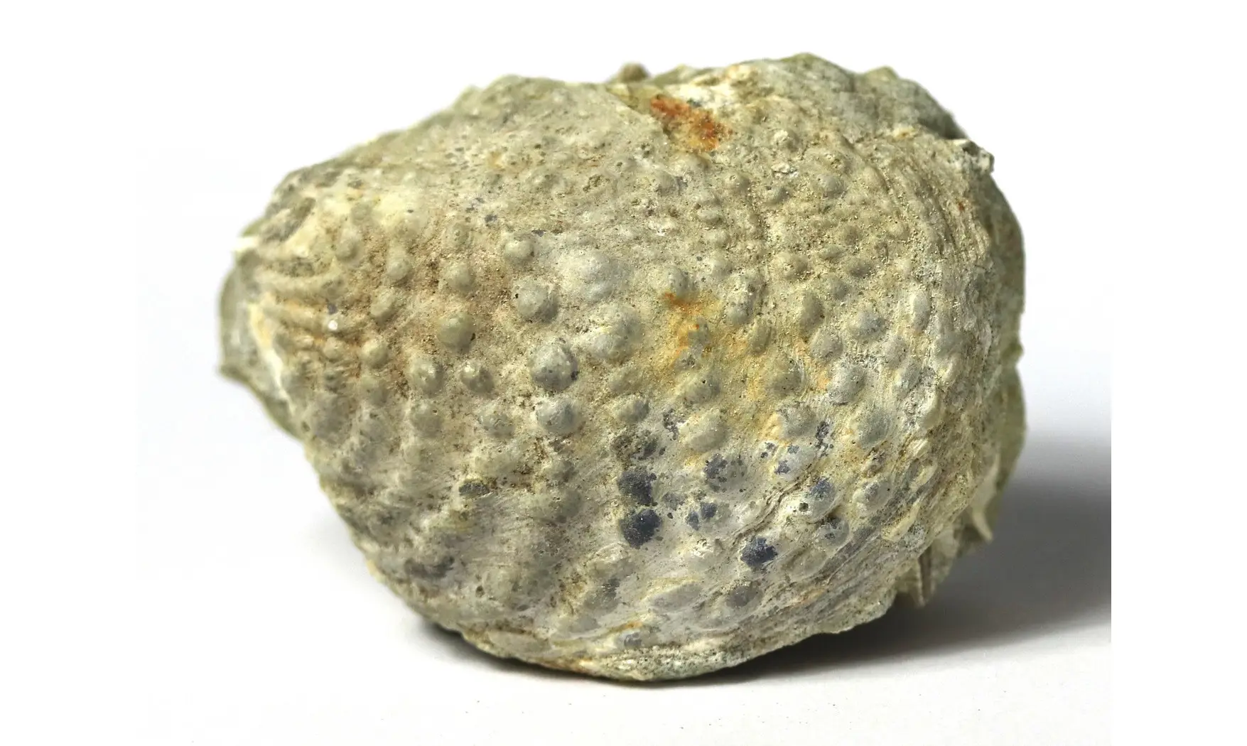 Yaadia daedalea