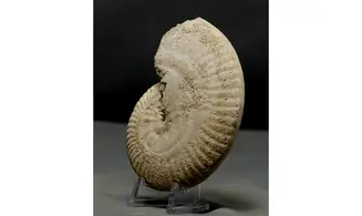 Strigoceras septicarinatum