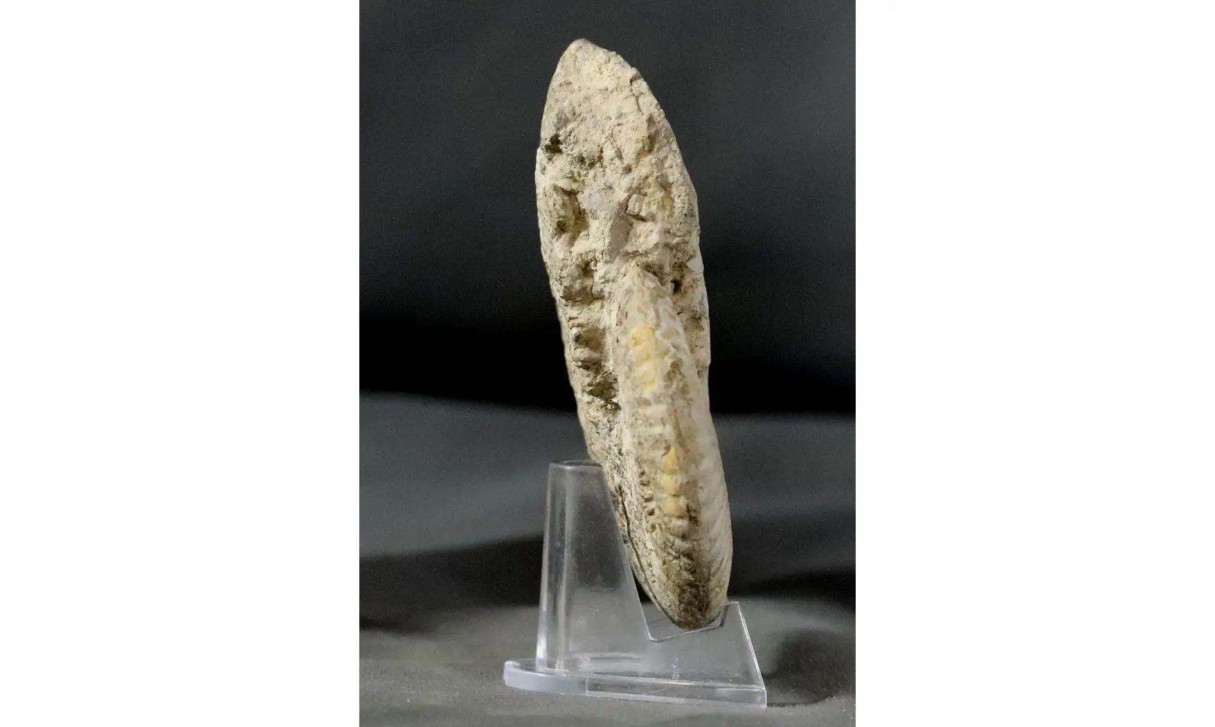 Strigoceras septicarinatum