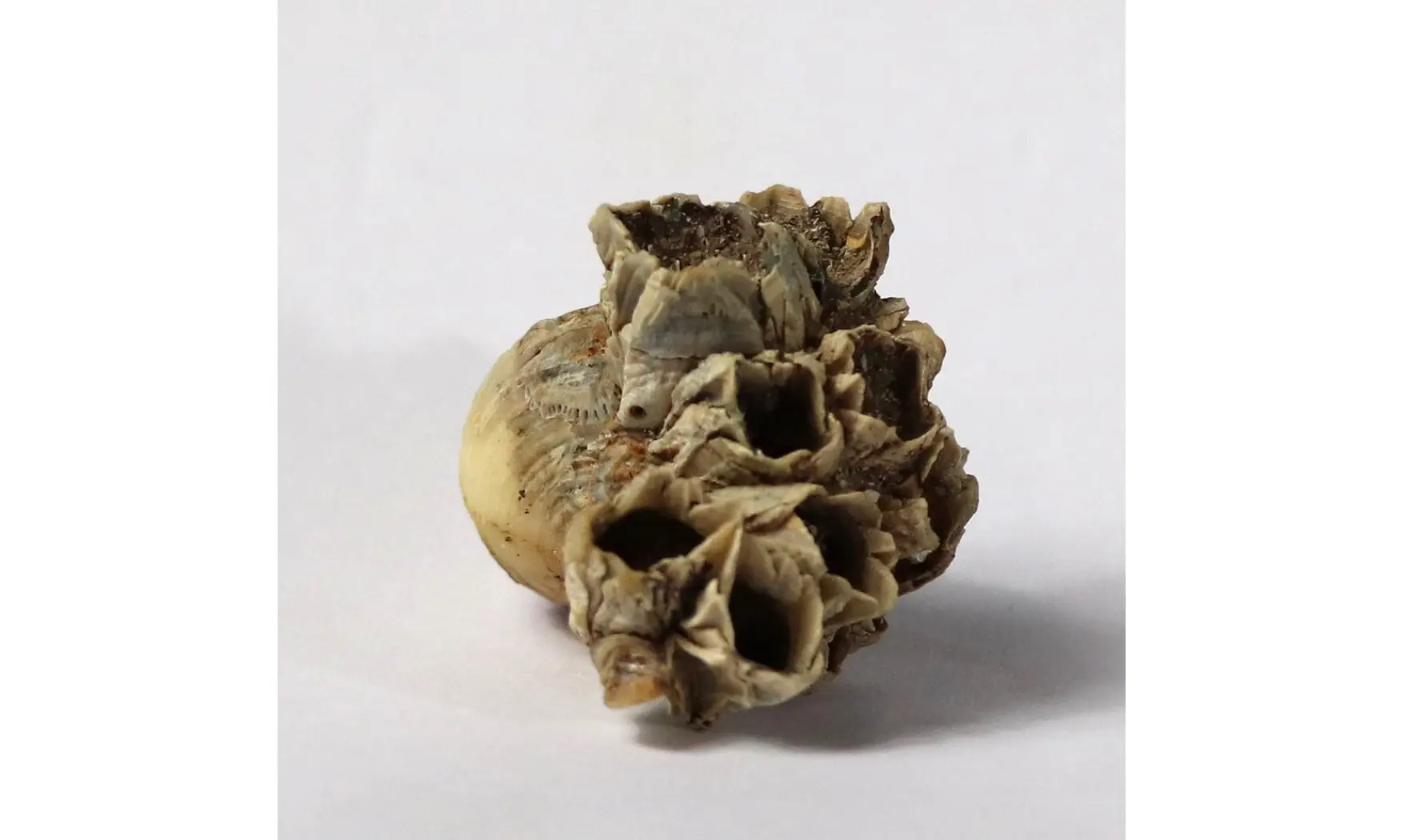 Neptunea contraria