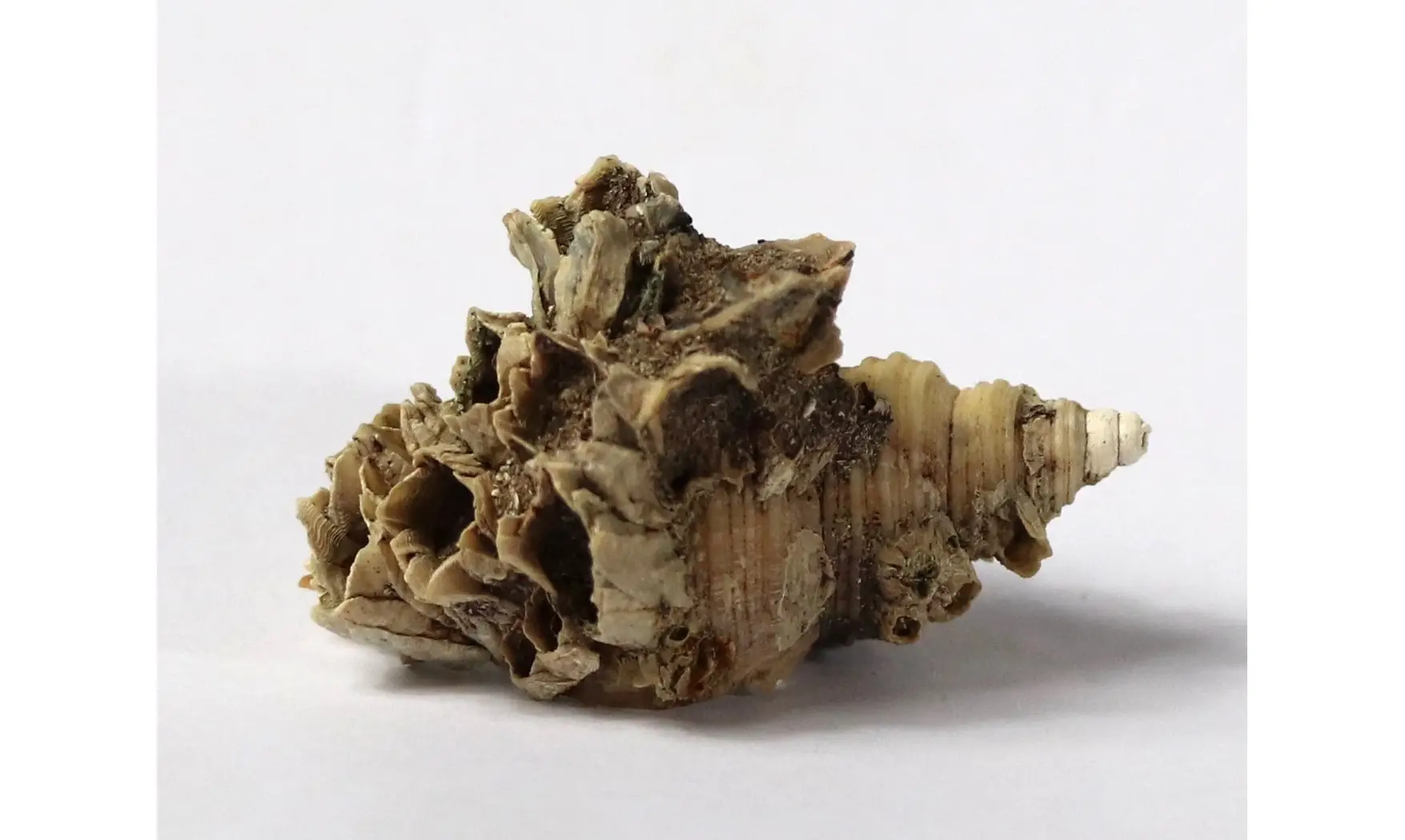 Neptunea contraria