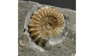 Promicroceras planicosta