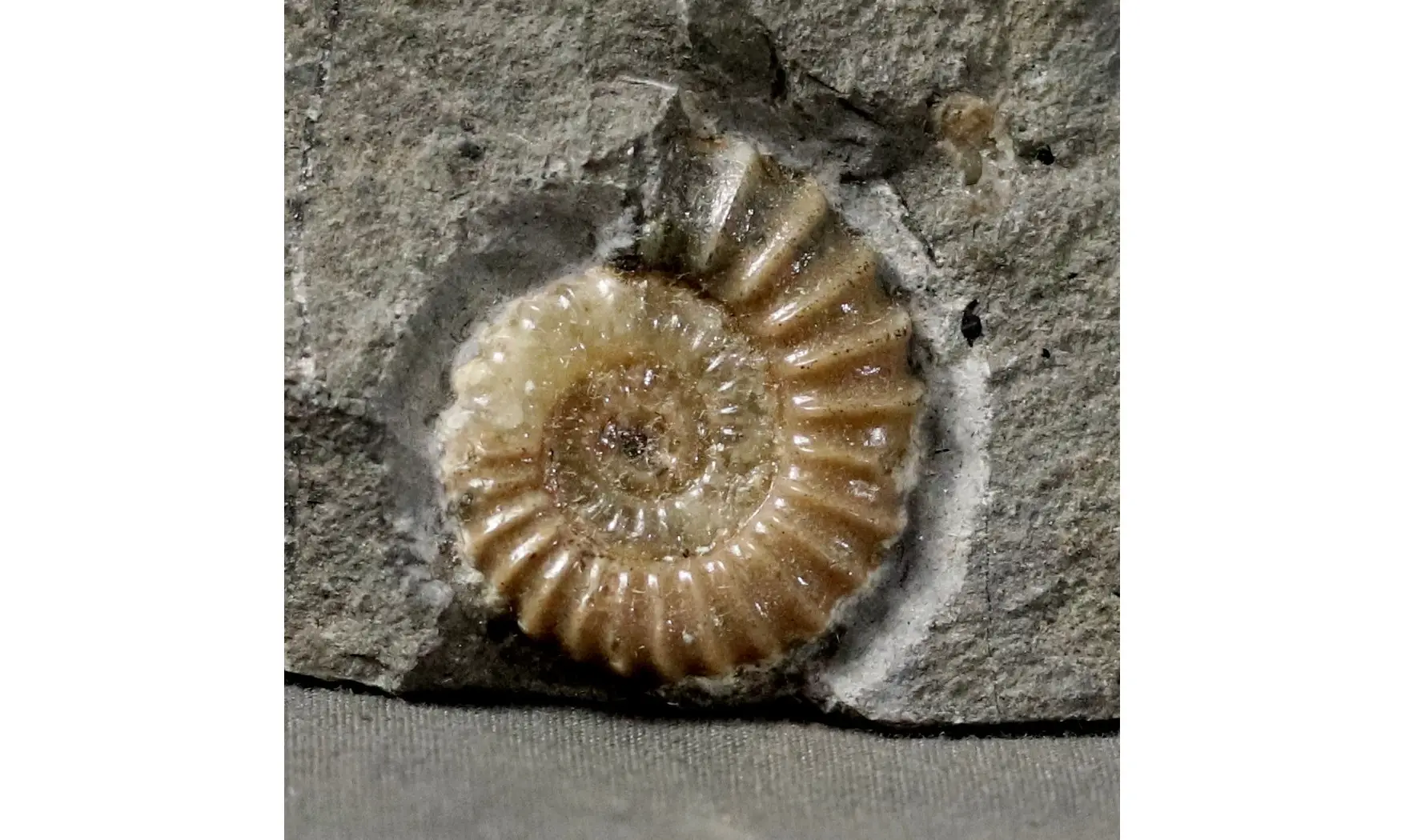 Promicroceras planicosta
