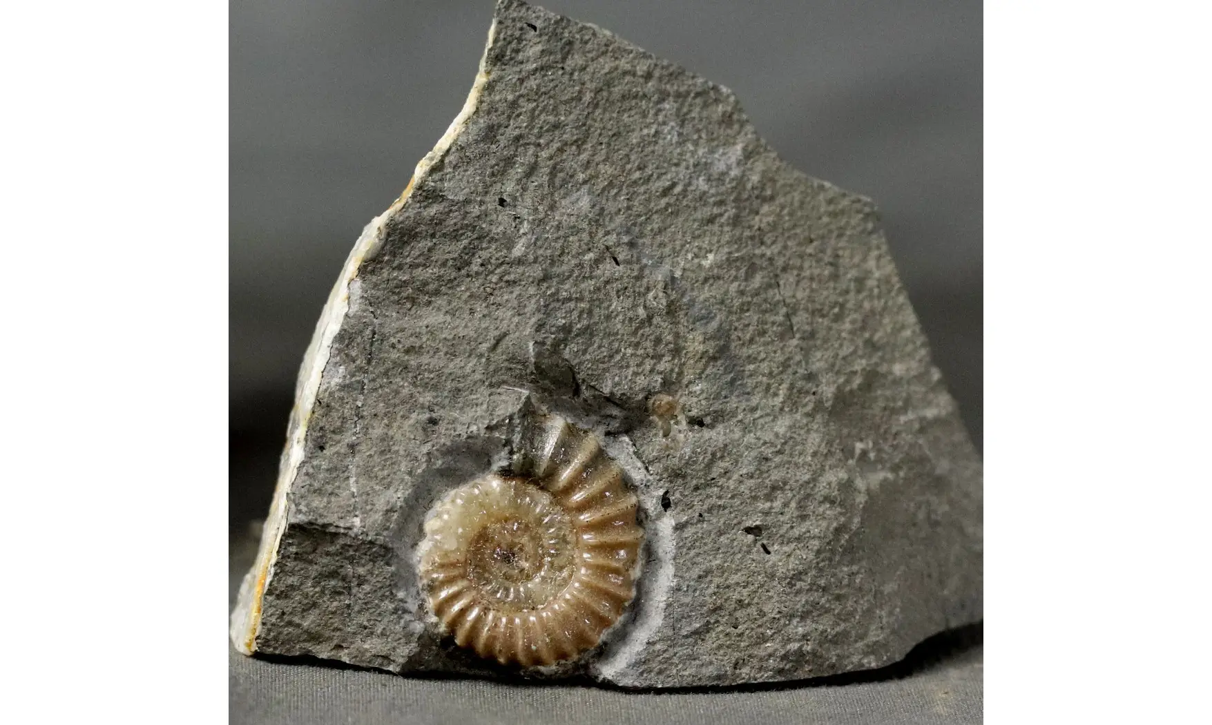 Promicroceras planicosta