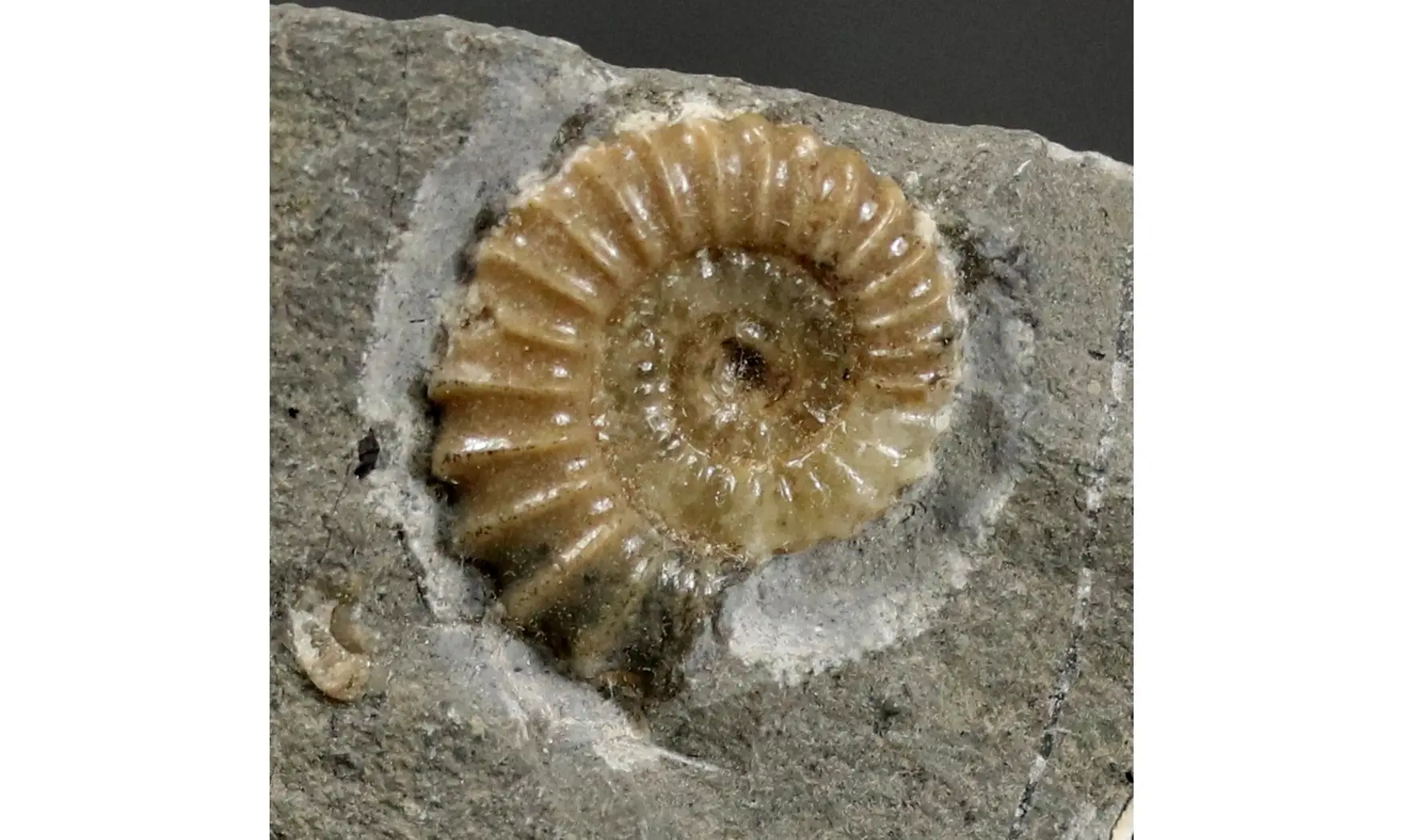 Promicroceras planicosta