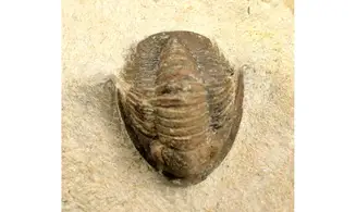 Dalejeproetus sagaouii