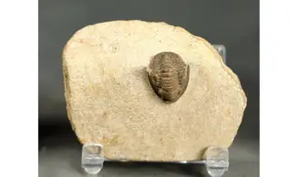 Dalejeproetus sagaouii