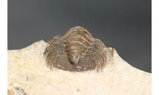 Dalejeproetus sagaouii