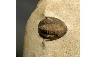 Dalejeproetus sagaouii