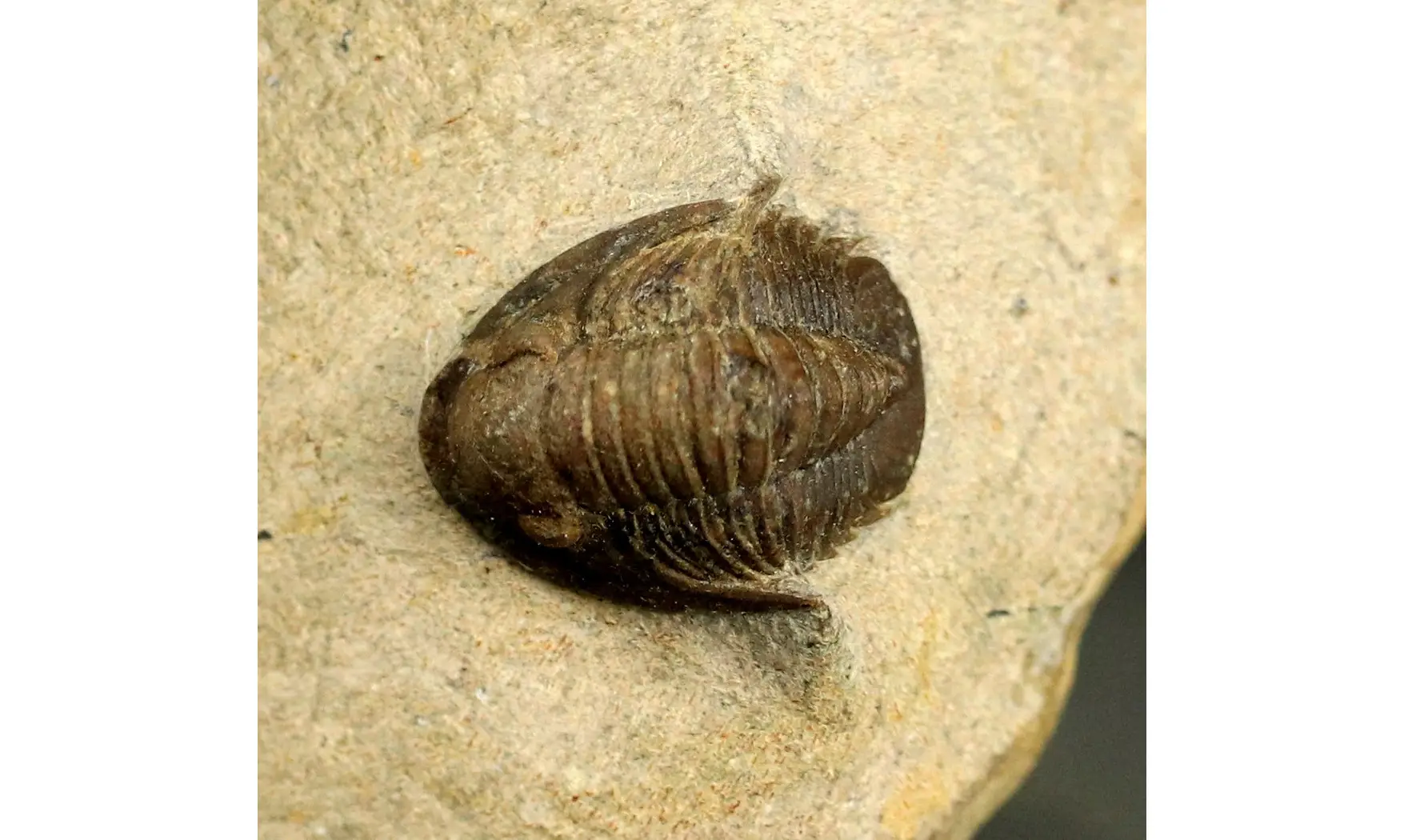 Dalejeproetus sagaouii