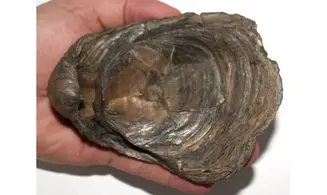 Gryphaea dilatata