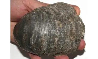 Gryphaea dilatata