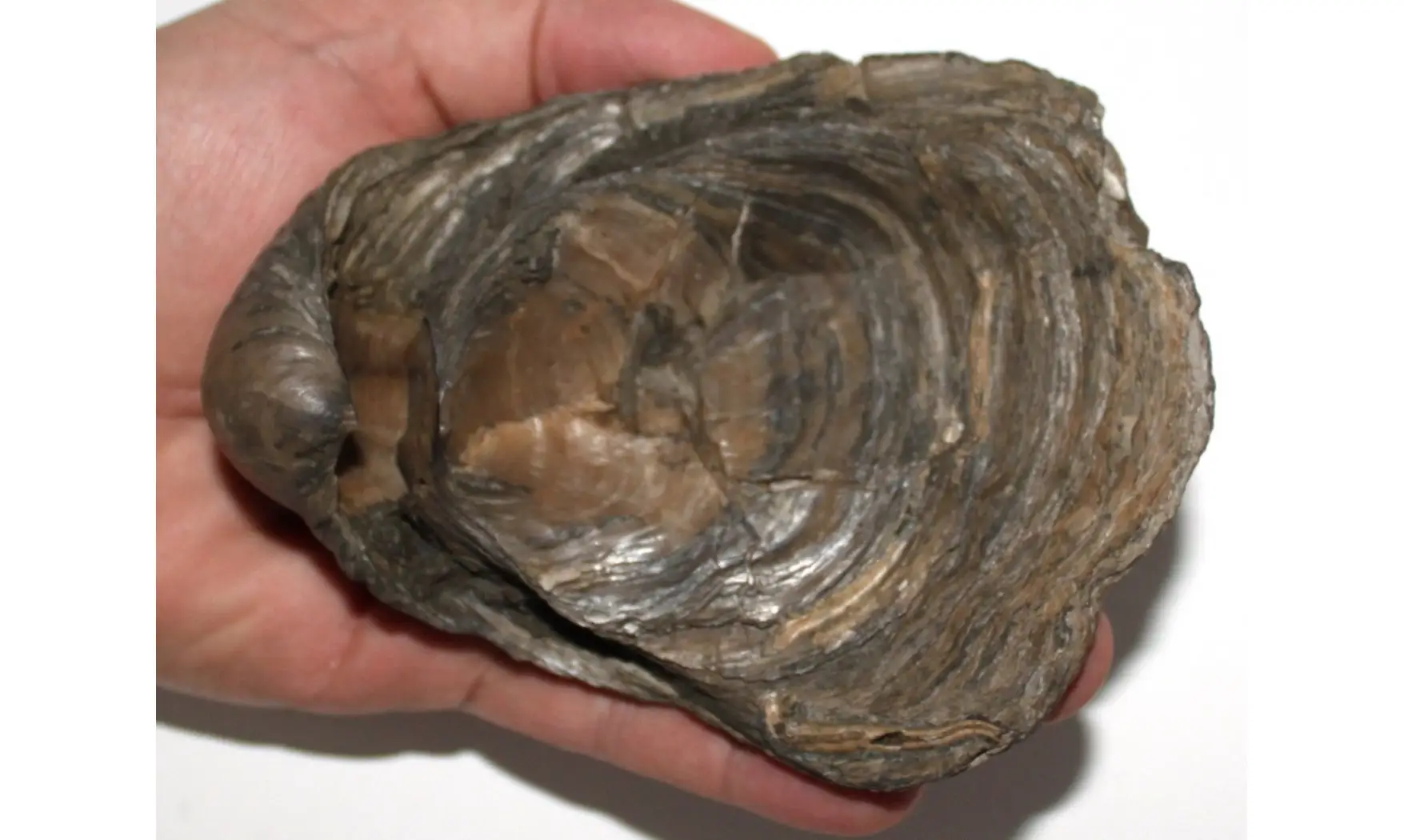 Gryphaea dilatata