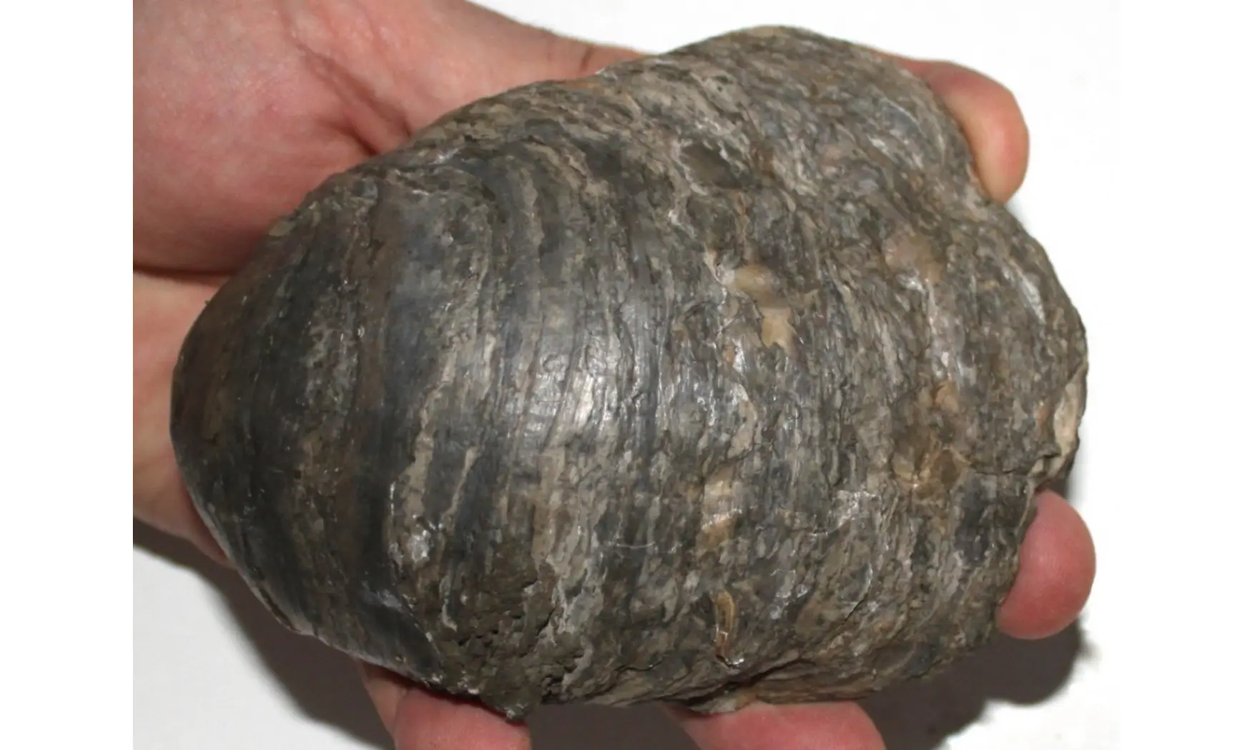 Gryphaea dilatata