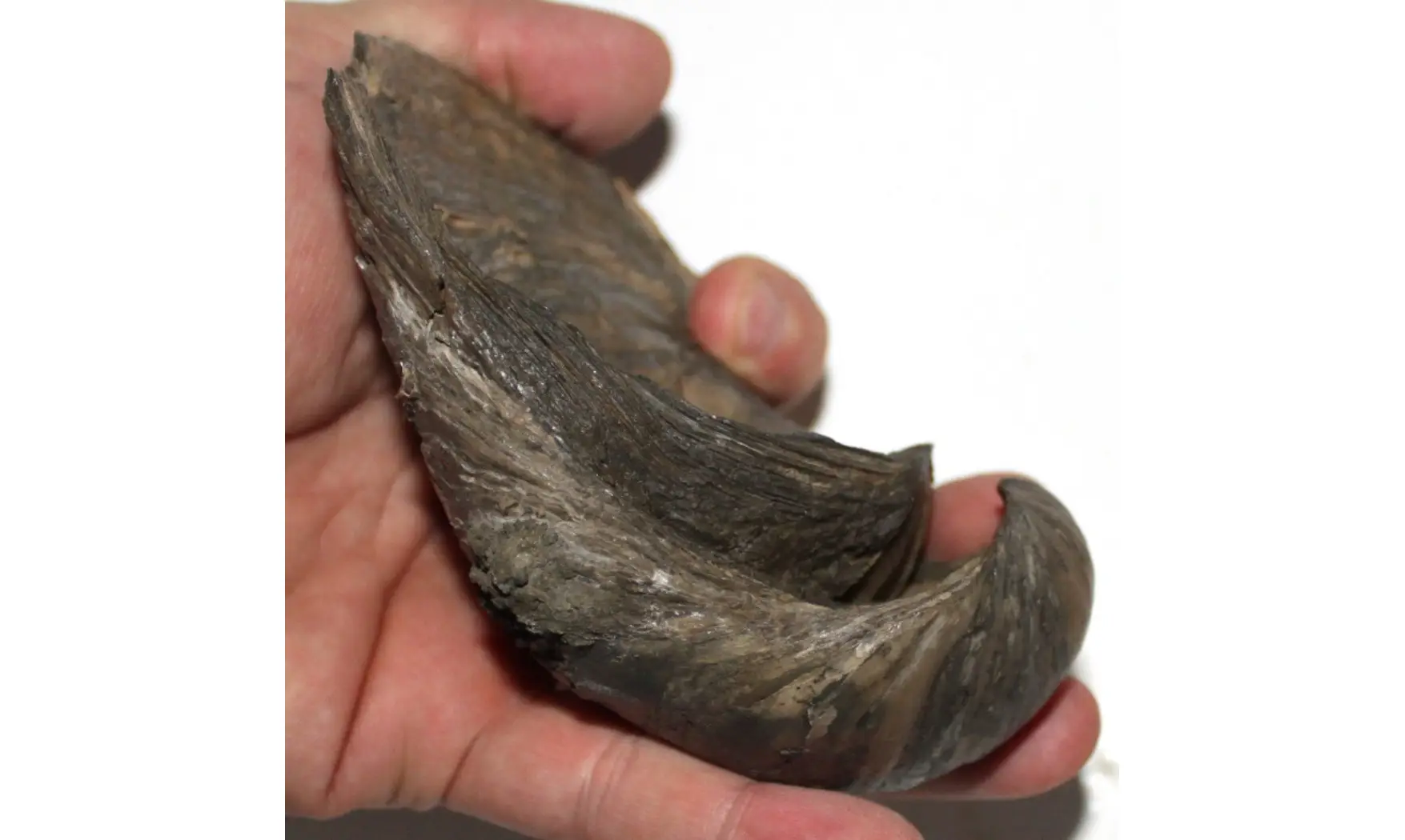 Gryphaea dilatata