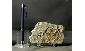 Asteriacites lumbricalis