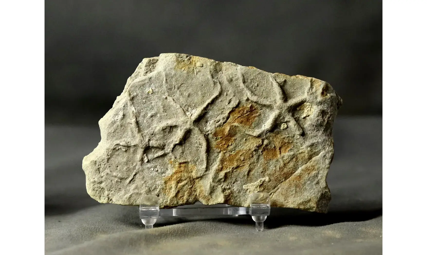Asteriacites lumbricalis