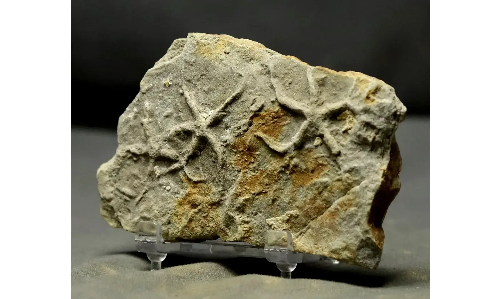 Asteriacites lumbricalis