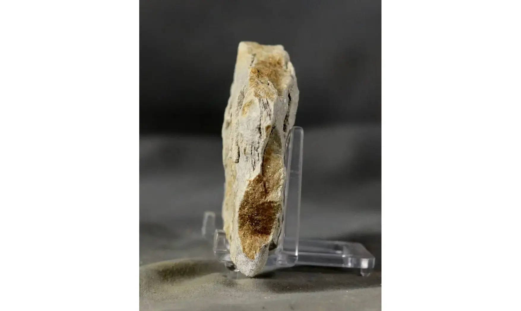 Asteriacites lumbricalis